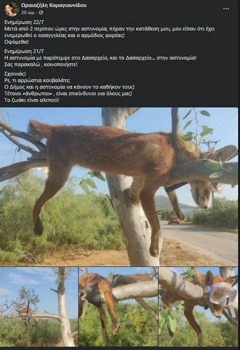 ktinodia1.jpg