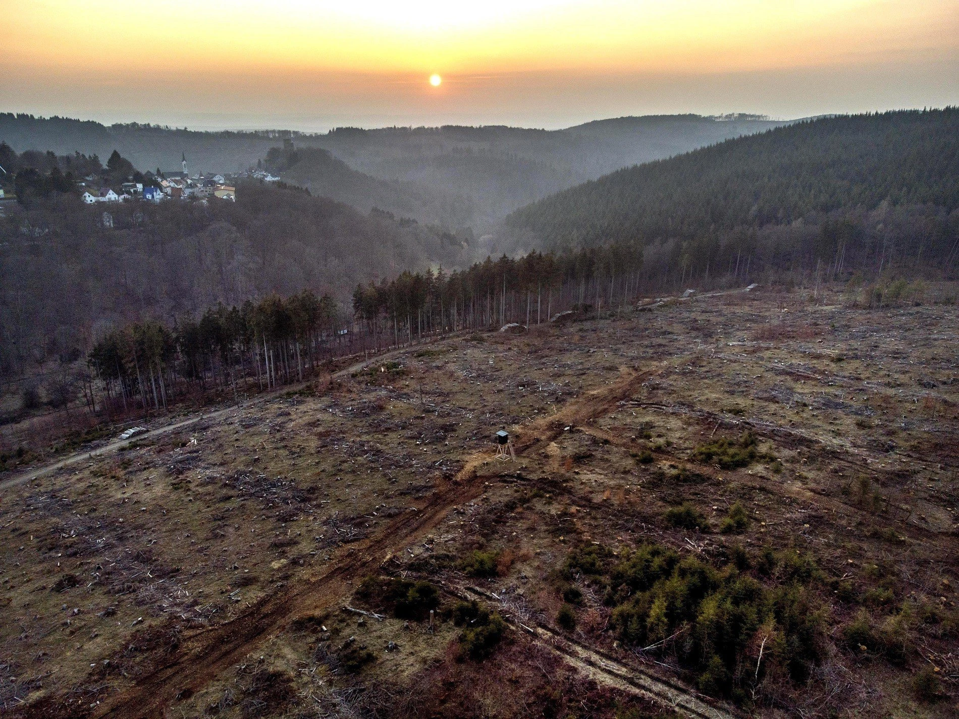 germanyforestap21082722843498.jpg