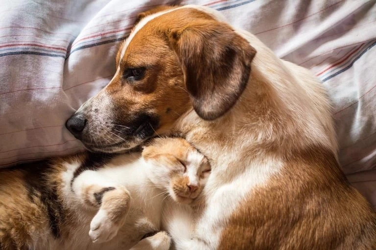 dog1.jpg