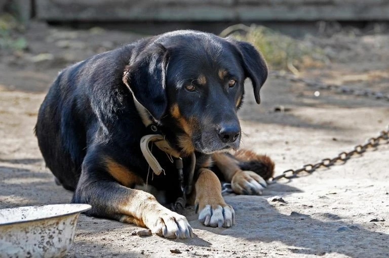 dog2.jpg