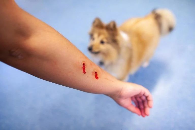 dog3.jpg