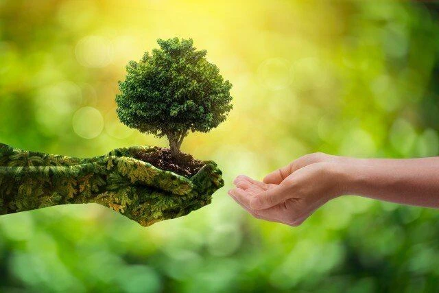 stock-photo-nature-forest-holding-protection-agriculture-green-hand-life-human-876b471e-7869-4370-a91c-3e1a745efdbb.jpg