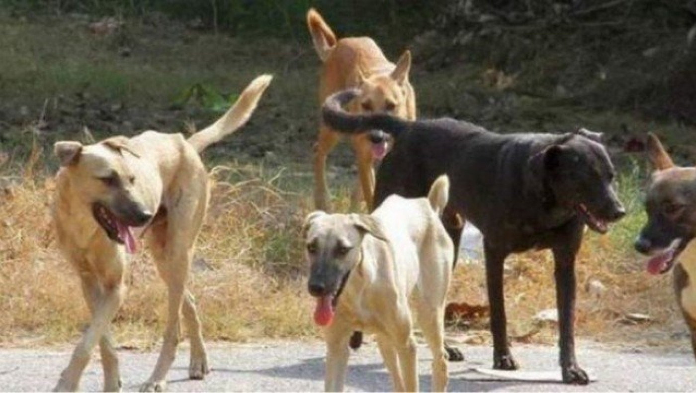 Θεσσαλονίκη: Αδέσποτα σκυλιά τρομοκρατούν μαθητές σχολείου