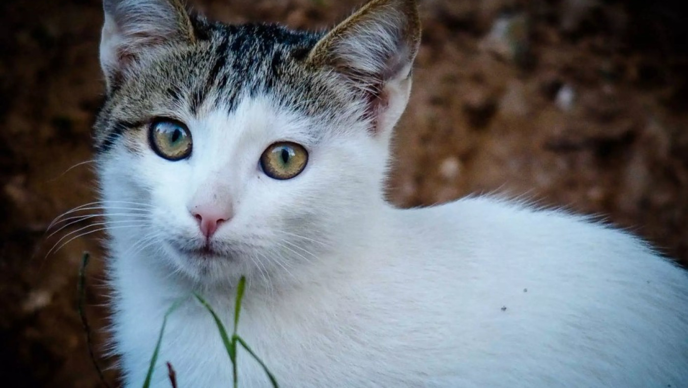 Κτηνωδία στην Πάτμο: Έριξαν οξύ σε μικρά γατάκια-Σκληρές εικόνες