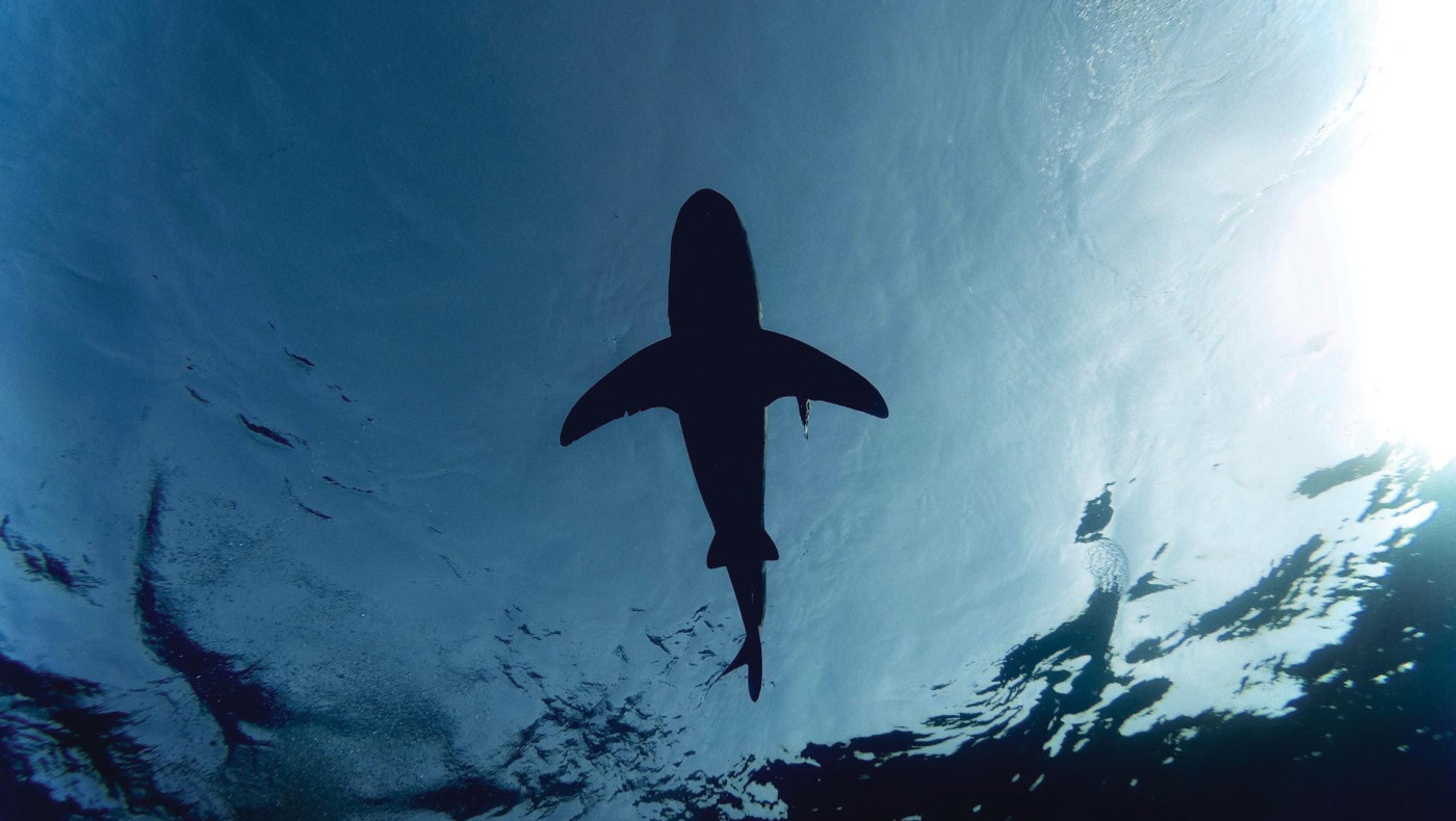 Γιγαντιαίος καρχαρίας από την εποχή των Δεινοσαύρων εντοπίστηκε στη βόρεια Αυστραλία