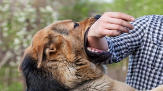 Ιωάννινα: Ηλικιωμένος έπεσε στη λίμνη επειδή τον κυνηγούσε αγέλη αδέσποτων