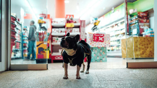 Θεσσαλονίκη: Pet shop πουλούσε όπλα αναισθητοποίησης ζώων!